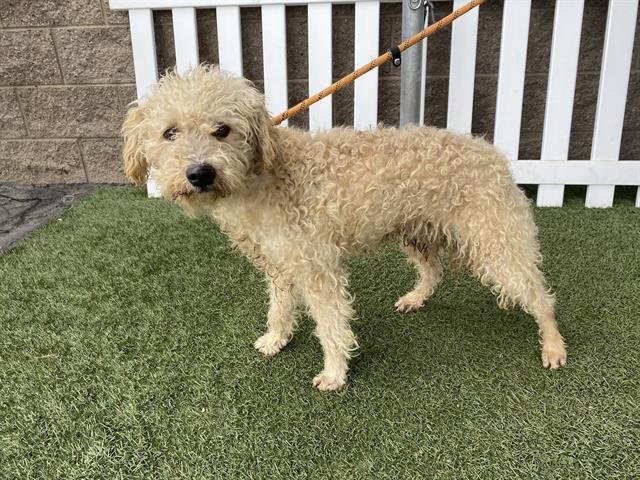 A606840 - Poodle (Miniature) available for adoption