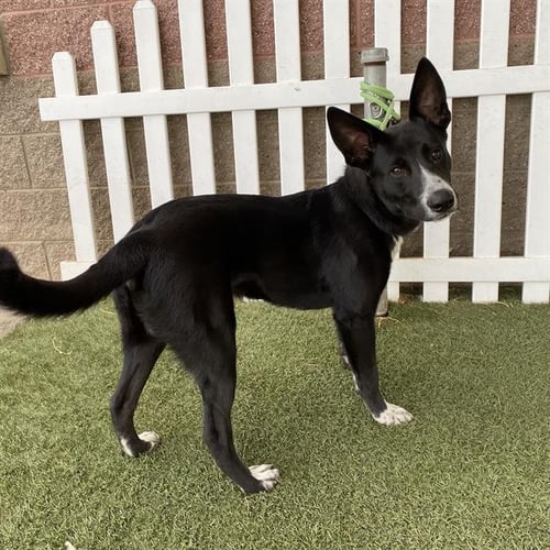 *BOOGER - Border Collie available for adoption