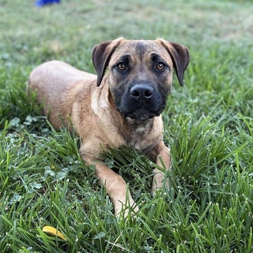 *WIGGLES - German Shepherd Dog for adoption in Modesto