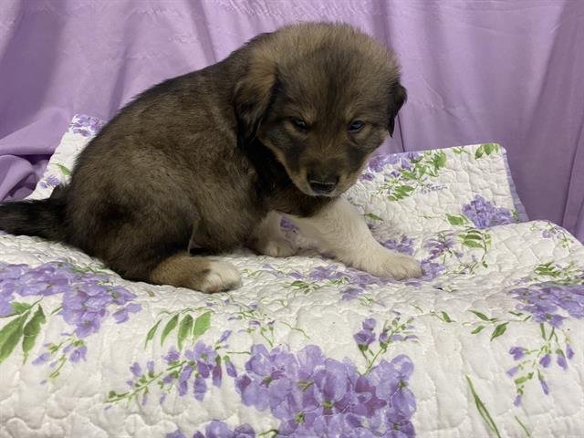 A606830 - Anatolian Shepherd available for adoption