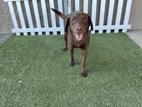 A614673 - Labrador Retriever available for adoption