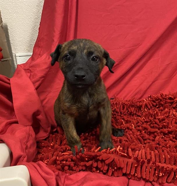 A606094 - Pit Bull Terrier available for adoption