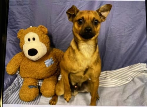 DRUMSTICK - Miniature Pinscher / Pug available for adoption