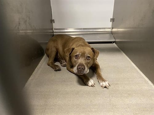 *KOLT - Pit Bull Terrier available for adoption