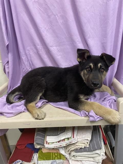 A606898 - German Shepherd Dog available for adoption