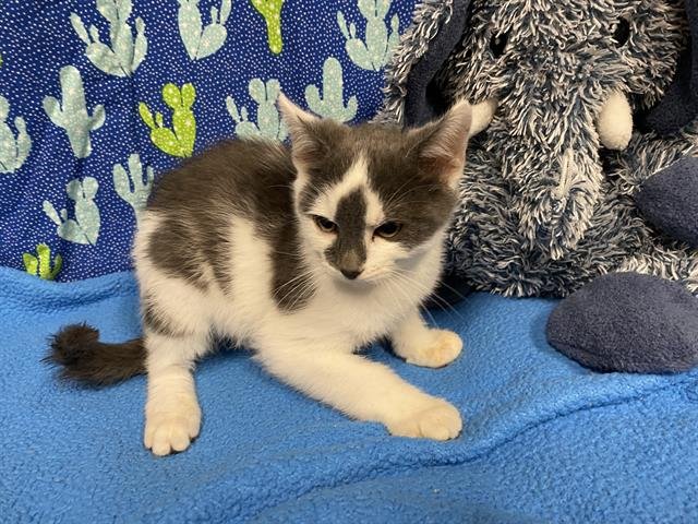 A607392 - Domestic Short Hair available for adoption