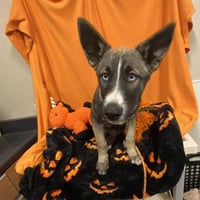 *ASTRA - Photo 1