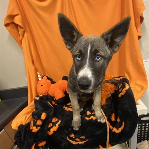 *ASTRA - German Shepherd Dog available for adoption