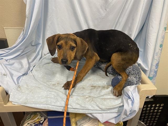 *PEACH - Black and Tan Coonhound available for adoption