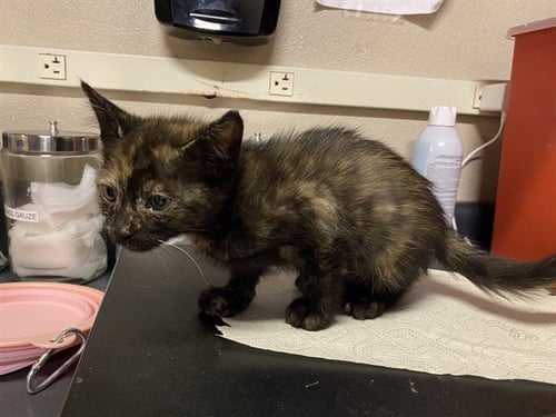 *BUGS - Domestic Short Hair for adoption in Modesto