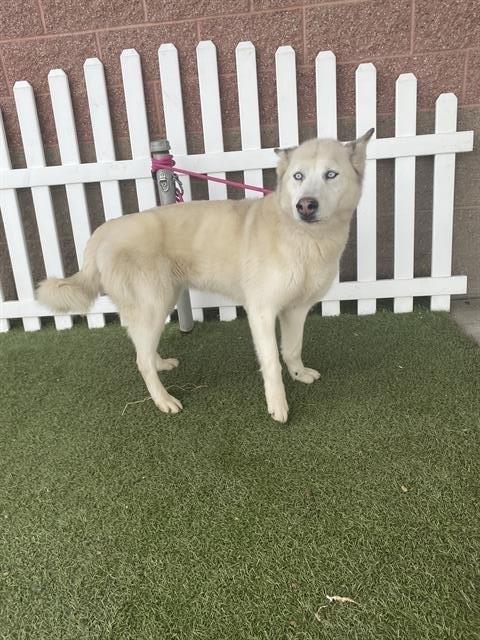 STELLA - Siberian Husky available for adoption