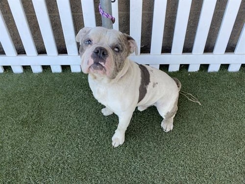 A608307 - Bulldog available for adoption