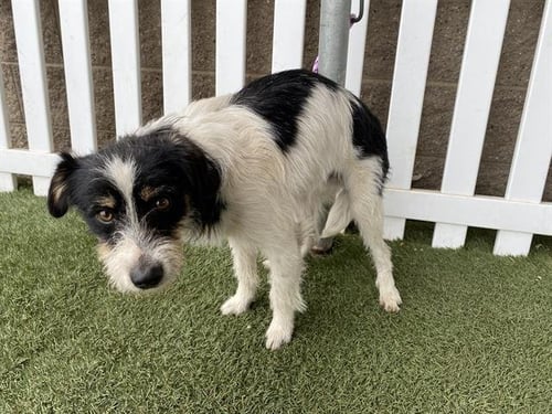 *PHOENIX - Parson Russell Terrier available for adoption