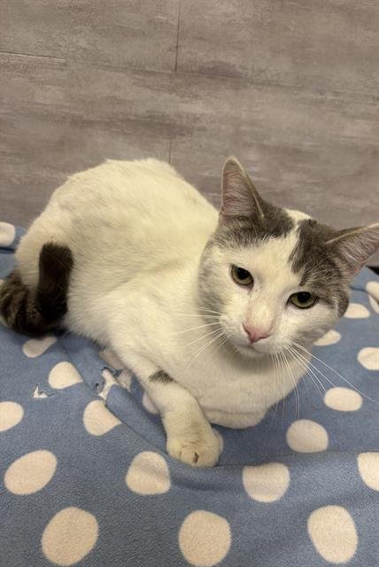 A607841 - Domestic Short Hair available for adoption