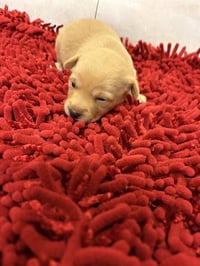 MACARONI MAC - Photo 1