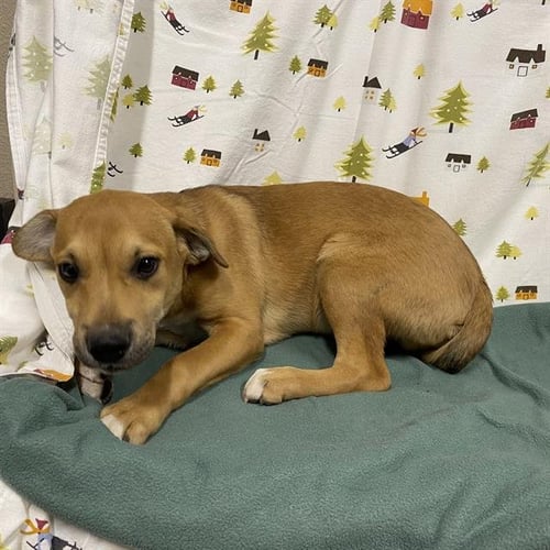 *CADE - Labrador Retriever available for adoption