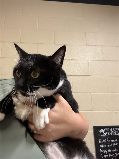 A614401 - Domestic Short Hair available for adoption