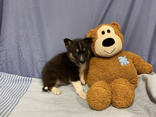 A608726 - Australian Shepherd available for adoption