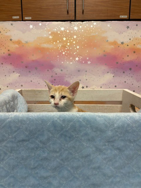 A613688 - Domestic Short Hair available for adoption
