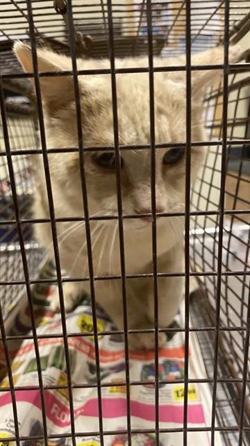 A608659 - Domestic Short Hair available for adoption