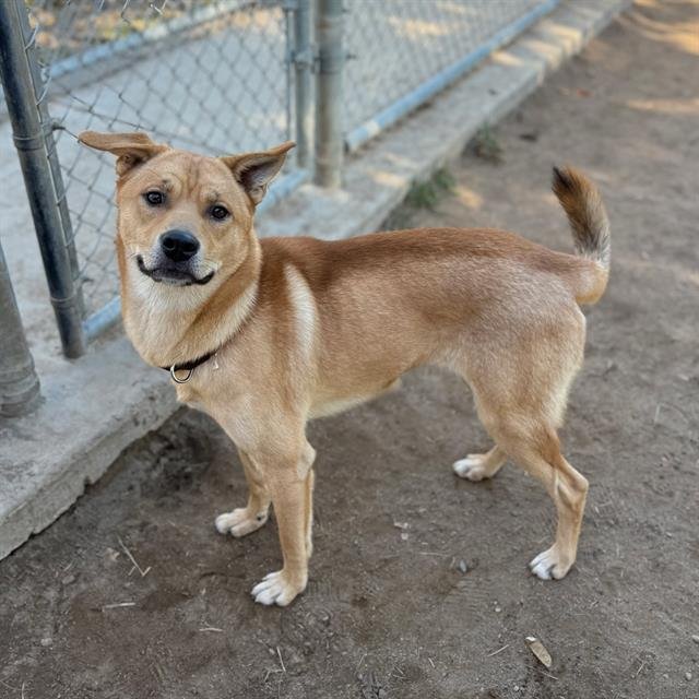 *JACKSON - Carolina Dog available for adoption