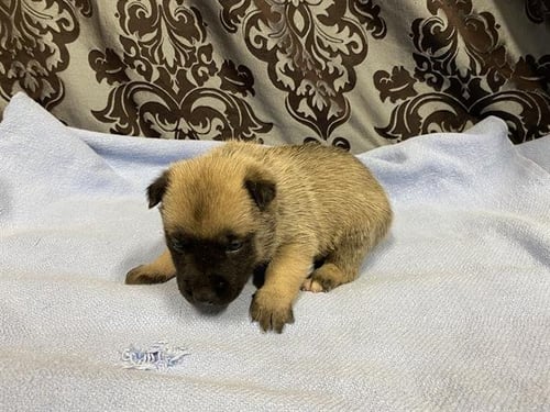 *AZALEA - German Shepherd Dog available for adoption