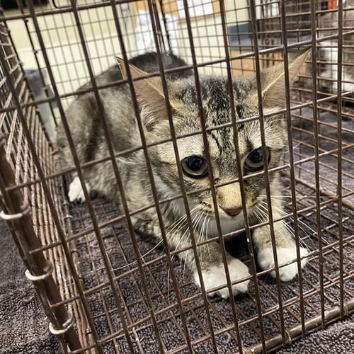 A613029 - Domestic Short Hair available for adoption
