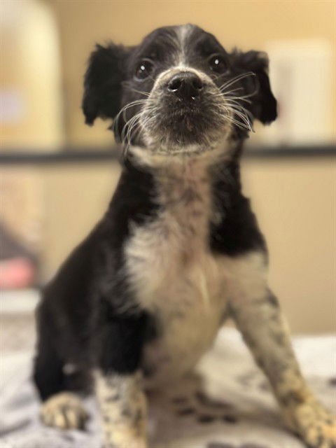A606604 - Border Collie / Queensland Heeler available for adoption