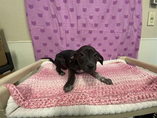 *TEX - Staffordshire Bull Terrier for adoption in Modesto