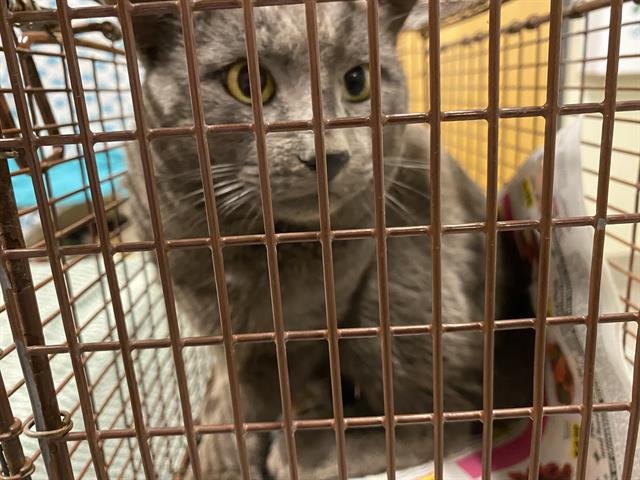 A606527 - Domestic Short Hair available for adoption