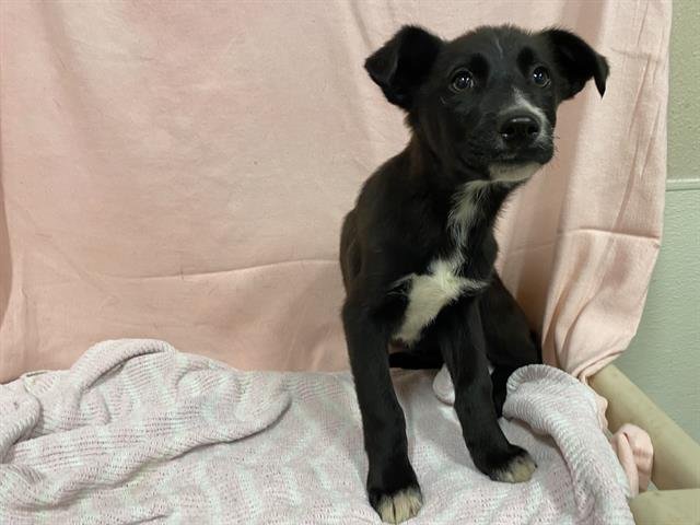 A607260 - Border Collie available for adoption