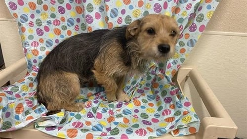 A608683 - Chihuahua available for adoption