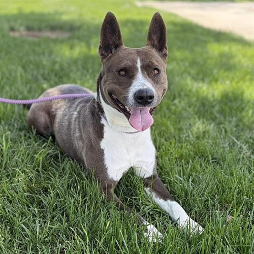 *HARLEY - Collie / Pit Bull Terrier for adoption in Modesto