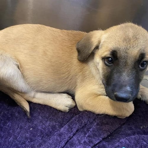 *MIRIAM - German Shepherd Dog available for adoption
