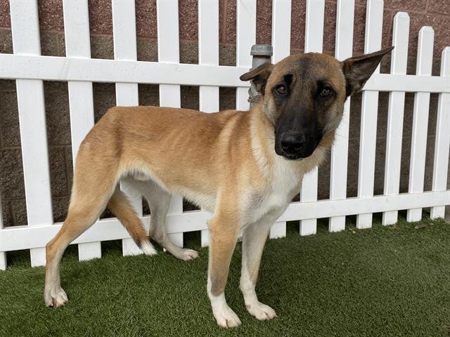 MILO - Belgian Shepherd Malinois available for adoption