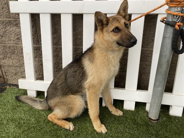 A607170 - German Shepherd Dog available for adoption