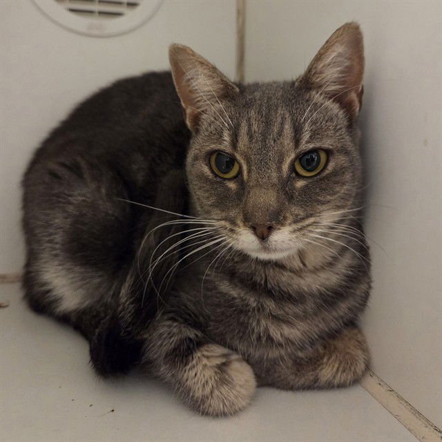 NOODLE - Domestic Short Hair available for adoption