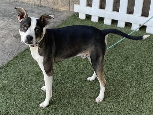 A614753 - Pit Bull Terrier available for adoption