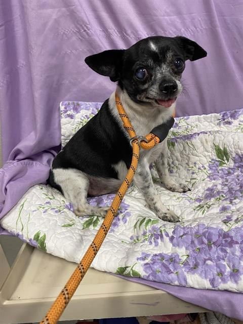 *BUGSY - Chihuahua available for adoption
