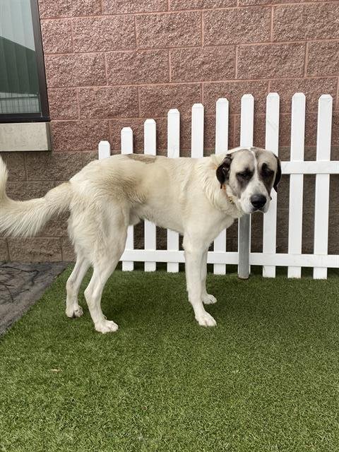 *OTIS - Great Pyrenees / Saint Bernard available for adoption