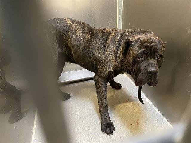 TYSON - Cane Corso Mastiff available for adoption