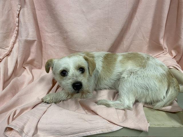 MILO - Cocker Spaniel / Poodle (Miniature) available for adoption