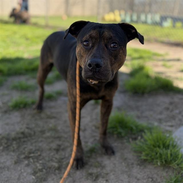 VLAD - Pit Bull Terrier available for adoption