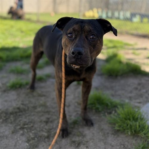VLAD - Pit Bull Terrier available for adoption