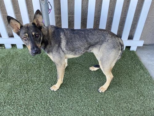 A608738 - German Shepherd Dog available for adoption
