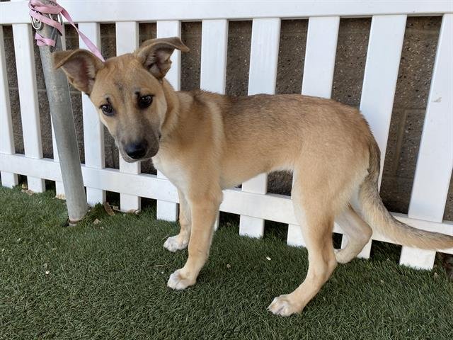 *PUPPY - German Shepherd Dog available for adoption