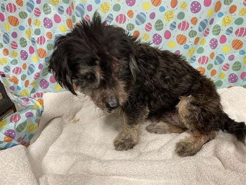 *OLIVE - Dachshund available for adoption