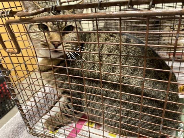 *SNICKERS - Domestic Short Hair available for adoption