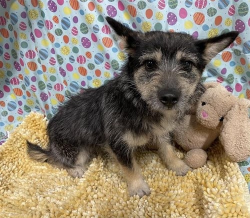 A608587 - Norwich Terrier available for adoption