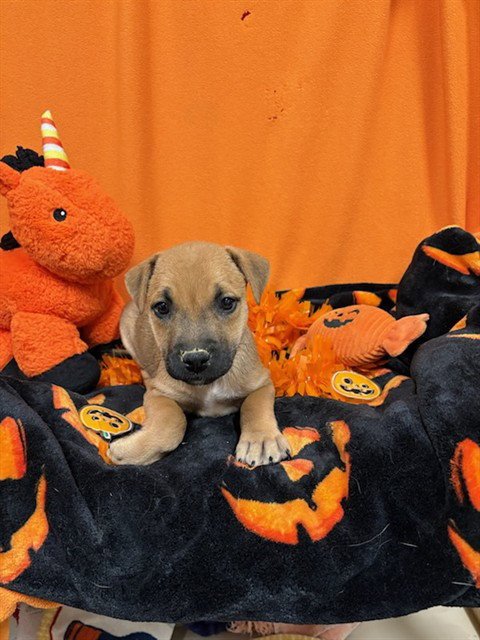 MAPLE - German Shepherd Dog available for adoption
